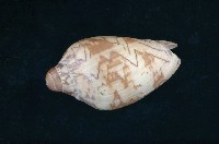 藏品(舞袖渦螺)的圖片